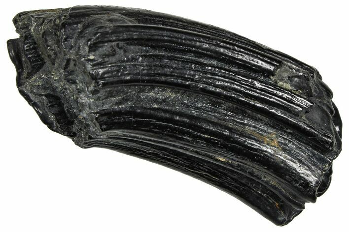 Pleistocene Aged Fossil Horse Tooth - South Carolina #374133